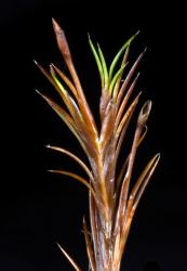 Gaimardia setacea, a flowering shoot showing distichous phyllotaxy and shiny red-brown leaf-sheaths.
 Image: K.A. Ford © Landcare Research 2013 